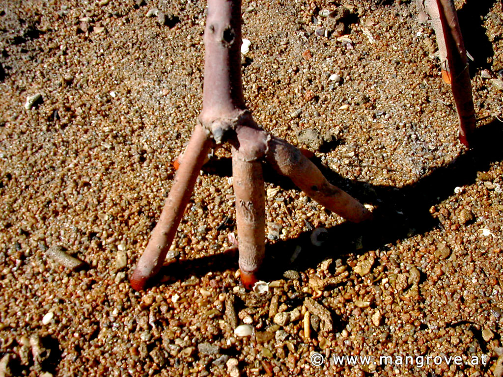 Rhizophora stylosa roots
